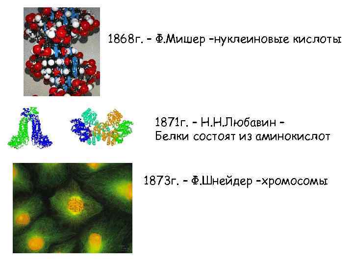 1868 г. – Ф. Мишер –нуклеиновые кислоты 1871 г. – Н. Н. Любавин –