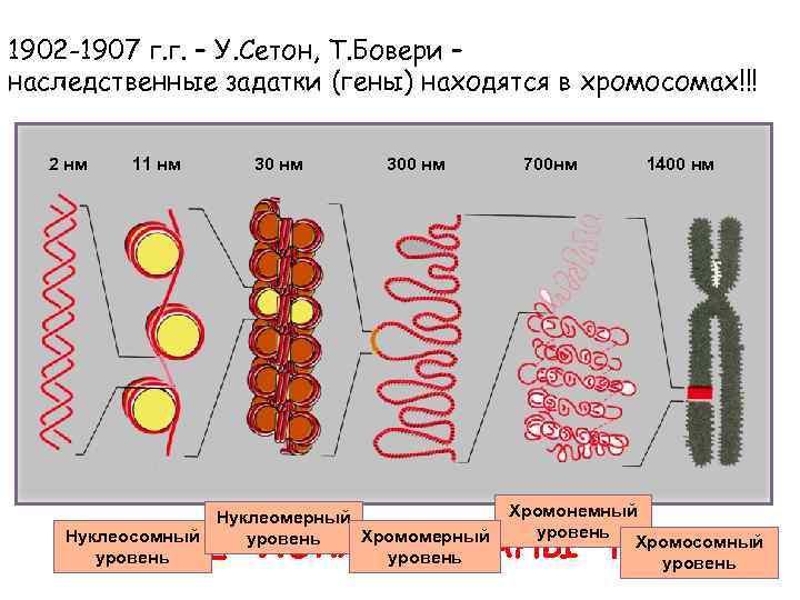 1902 -1907 г. г. – У. Сетон, Т. Бовери – наследственные задатки (гены) находятся