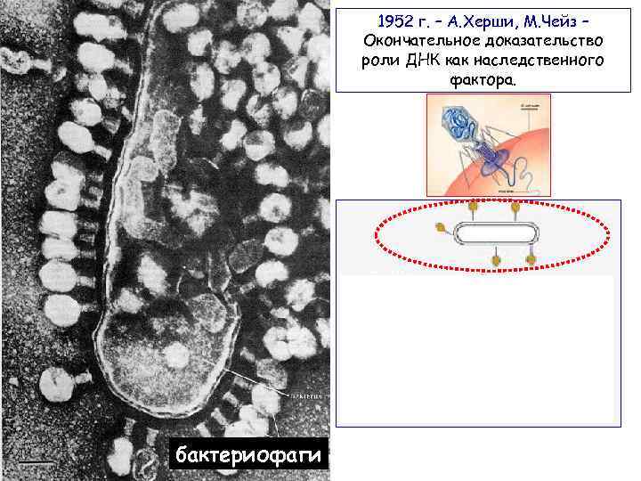 1952 г. – А. Херши, М. Чейз – Окончательное доказательство роли ДНК как наследственного