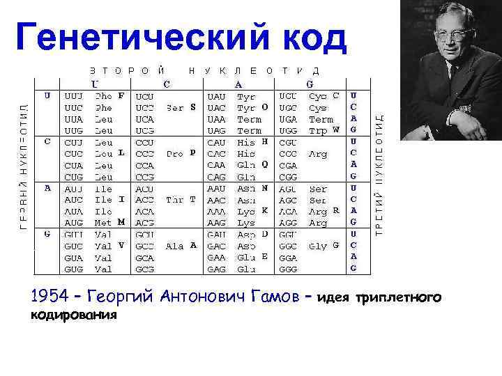 Генетический код 1954 – Георгий Антонович Гамов – идея триплетного кодирования 