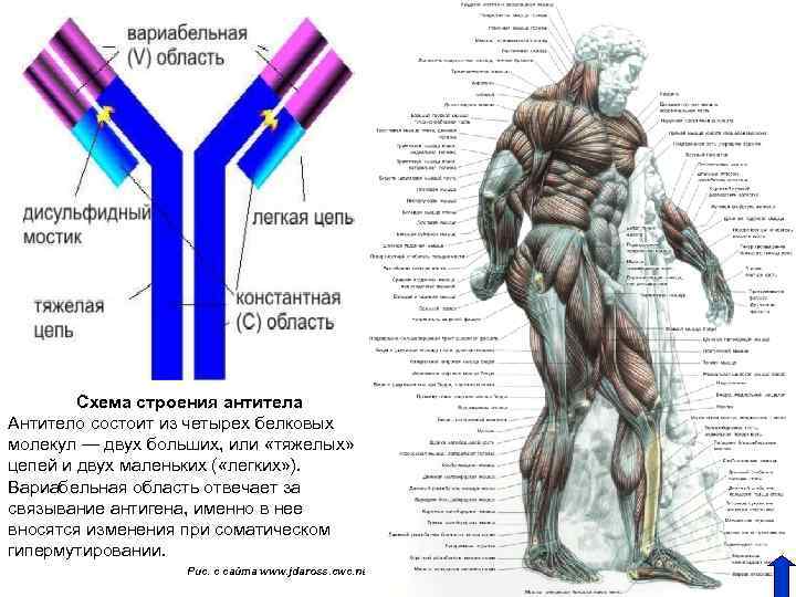 Схема строения антитела Антитело состоит из четырех белковых молекул — двух больших, или «тяжелых»