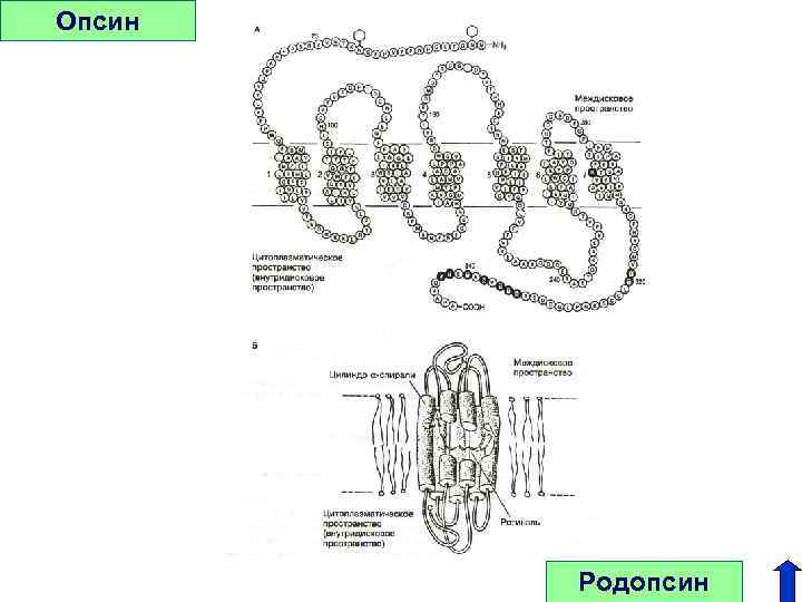 Опсин Родопсин 