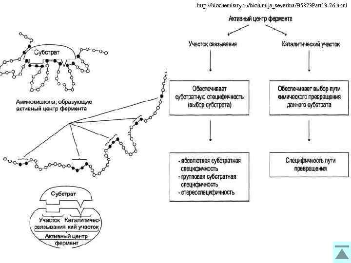 http: //biochemistry. ru/biohimija_severina/B 5873 Part 13 -76. html 