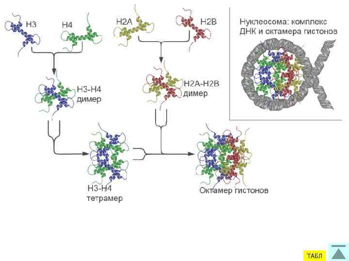 ГИСТОНЫ Любая мутация в гистоновых генах летальна ! ФРАКЦИЯ ЛИЗИН АРГИНИН Н 1 (очень