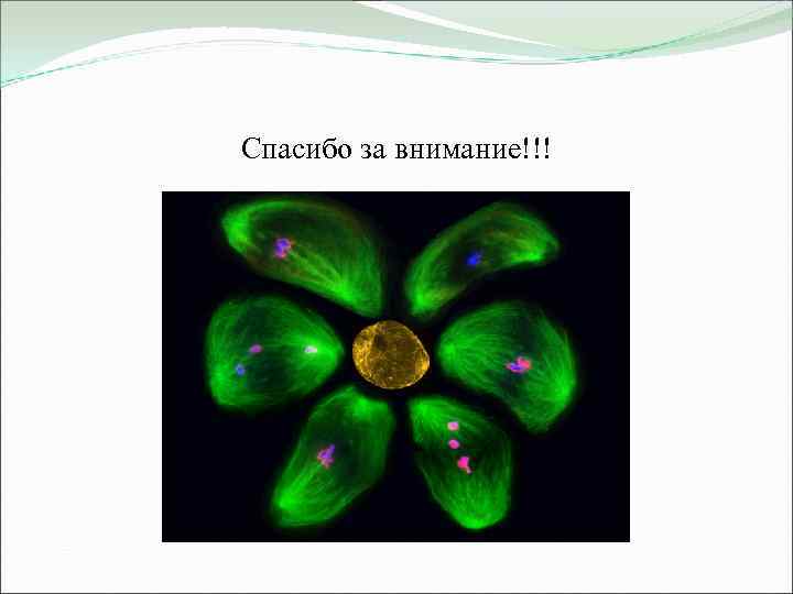 Спасибо за внимание!!! 