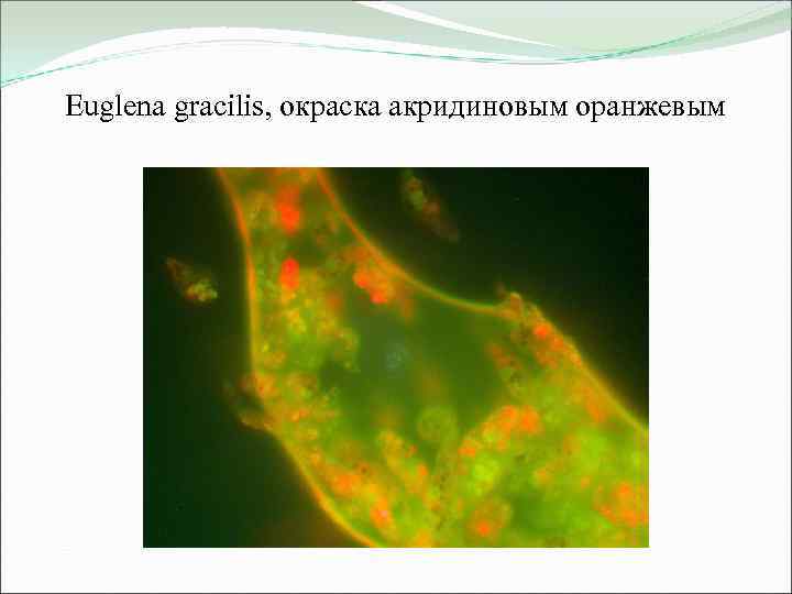 Euglena gracilis, окраска акридиновым оранжевым 