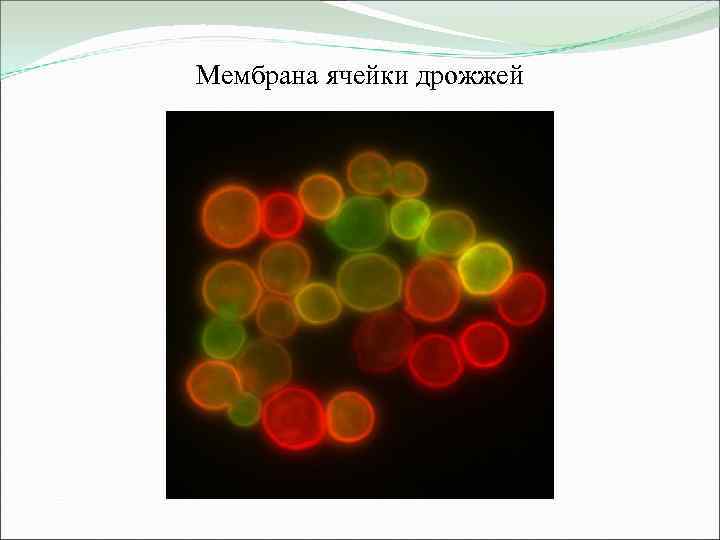 Мембрана ячейки дрожжей 