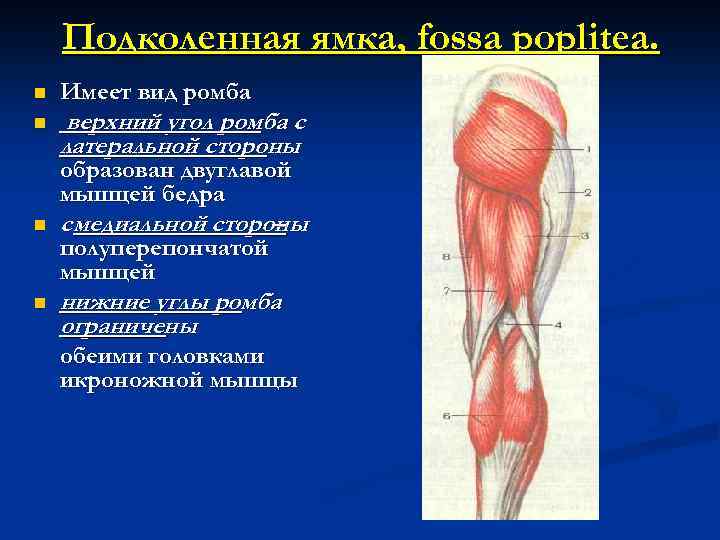 Подколенная ямка, fossa poplitea. n n Имеет вид ромба верхний угол ромба с латеральной