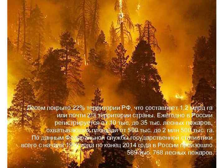 Лесом покрыто 22% территории РФ, что составляет 1, 2 млрд га или почти 2/3