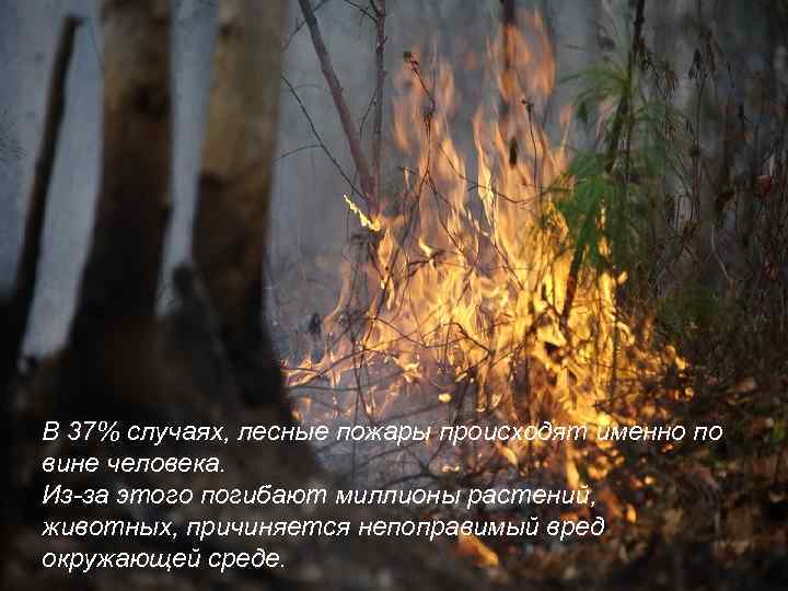В 37% случаях, лесные пожары происходят именно по вине человека. Из-за этого погибают миллионы