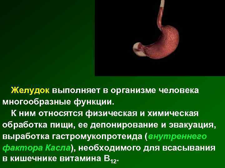 Желудок выполняет в организме человека многообразные функции. К ним относятся физическая и химическая обработка