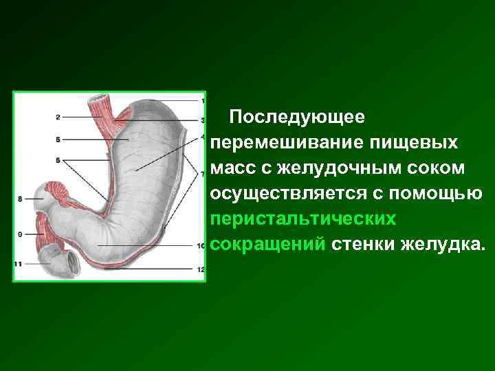 Последующее перемешивание пищевых масс с желудочным соком осуществляется с помощью перистальтических сокращений стенки желудка.