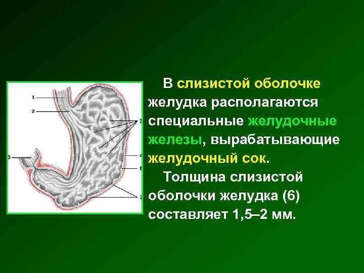 В слизистой оболочке желудка располагаются специальные желудочные железы, вырабатывающие желудочный сок. Толщина слизистой оболочки