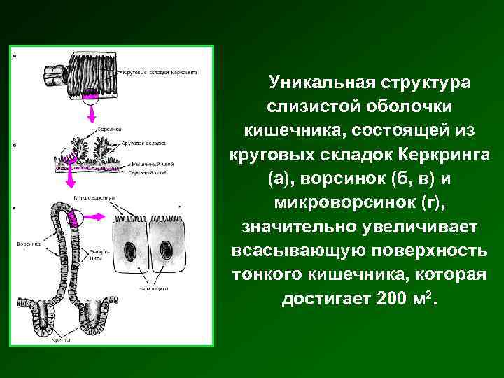 Уникальная структура слизистой оболочки кишечника, состоящей из круговых складок Керкринга (а), ворсинок (б, в)