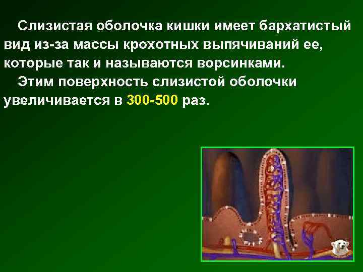 Слизистая оболочка кишки имеет бархатистый вид из-за массы крохотных выпячиваний ее, которые так и