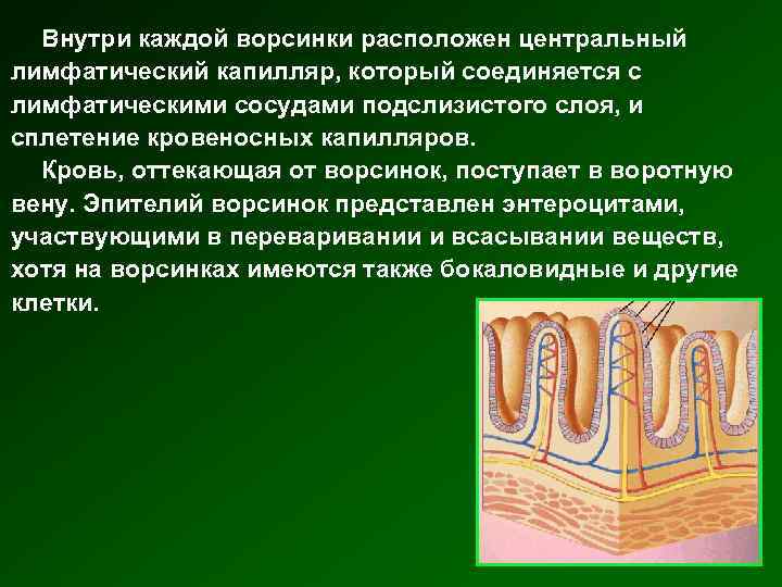 Внутри каждой ворсинки расположен центральный лимфатический капилляр, который соединяется с лимфатическими сосудами подслизистого слоя,