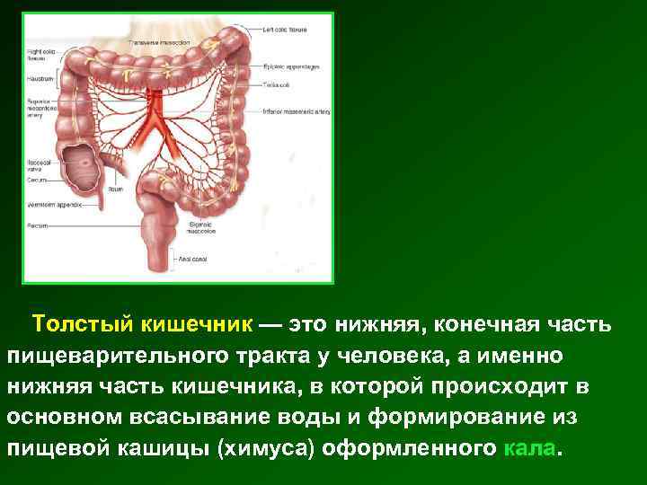 Толстый кишечник — это нижняя, конечная часть пищеварительного тракта у человека, а именно нижняя