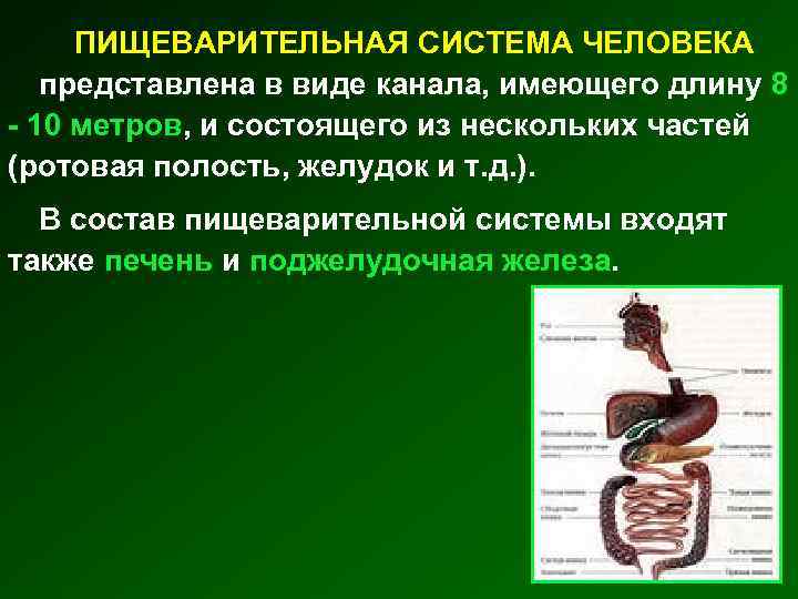 Органы которые входят в пищеварительную систему. Пищеварительная система ЕГЭ. Система органов пищеварения пищеварительный канал. Органы пищеварения кратко.