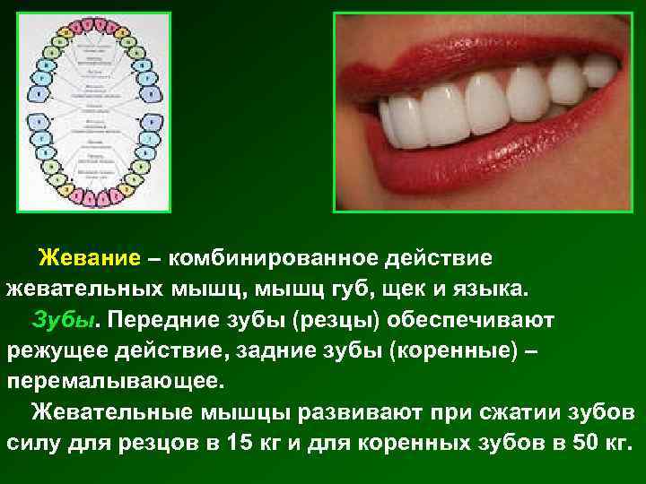  Жевание – комбинированное действие жевательных мышц, мышц губ, щек и языка. Зубы. Передние
