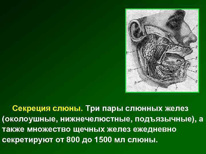 Секреция слюны. Три пары слюнных желез (околоушные, нижнечелюстные, подъязычные), а также множество щечных