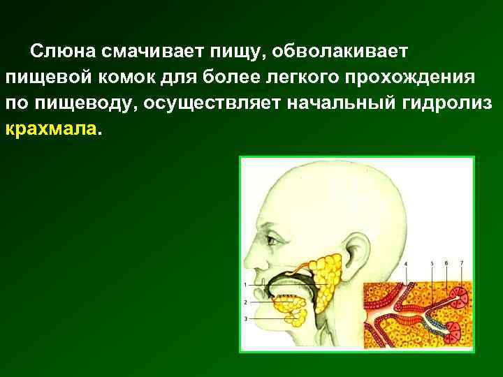  Слюна смачивает пищу, обволакивает пищевой комок для более легкого прохождения по пищеводу, осуществляет