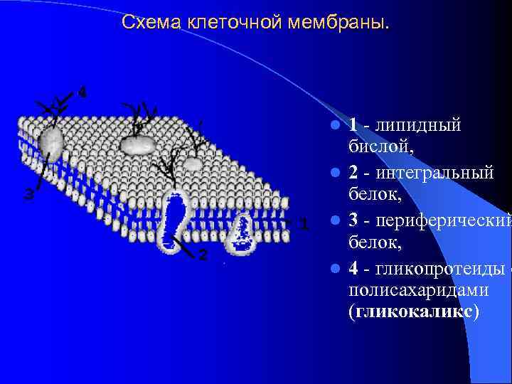 Схема клеточной мембраны. l 1 - липидный бислой, l 2 - интегральный белок, l Схема клеточной мембраны. l 1 - липидный бислой, l 2 - интегральный белок, l
