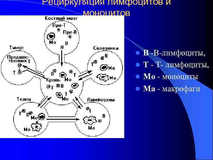 Рециркуляция лимфоцитов и моноцитов В -В-лимфоциты, l Т - Т- лимфоциты, l Мо -