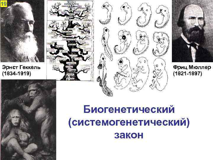 19 Эрнст Геккель (1834 -1919) Фриц Мюллер (1821 -1897) Биогенетический (системогенетический) закон 