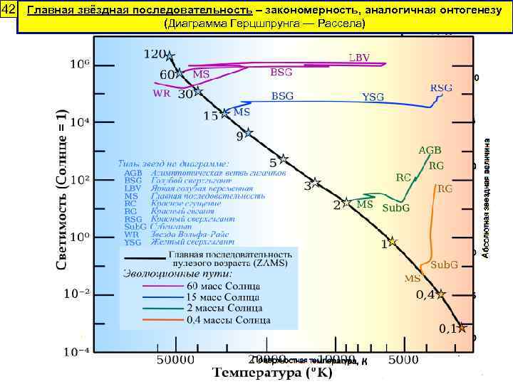 42 Главная звёздная последовательность – закономерность, аналогичная онтогенезу (Диаграмма Герцшпрунга — Рассела) 