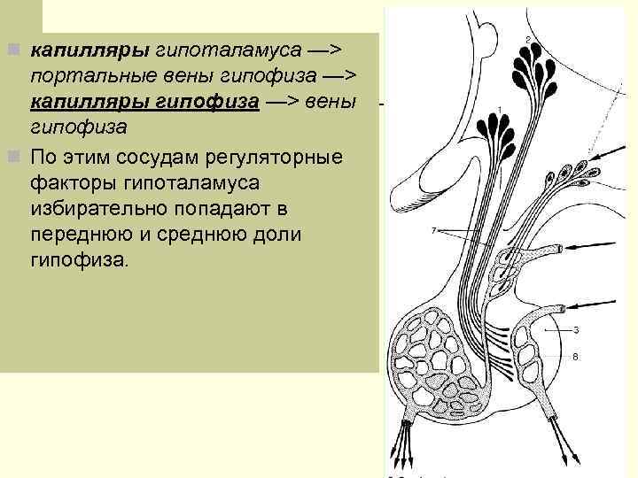 n капилляры гипоталамуса —> портальные вены гипофиза —> капилляры гипофиза —> вены гипофиза n