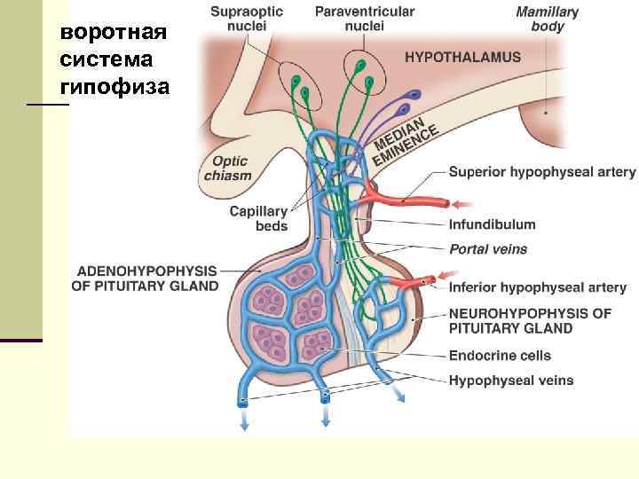 воротная система гипофиза 