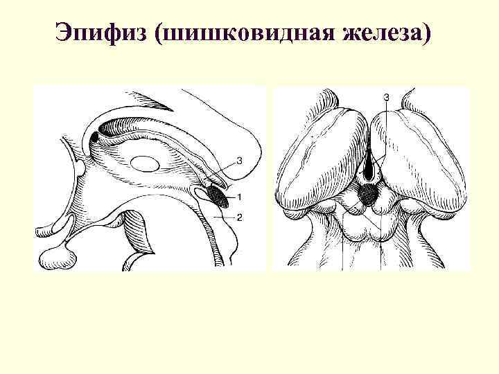 Эпифиз рисунок анатомия