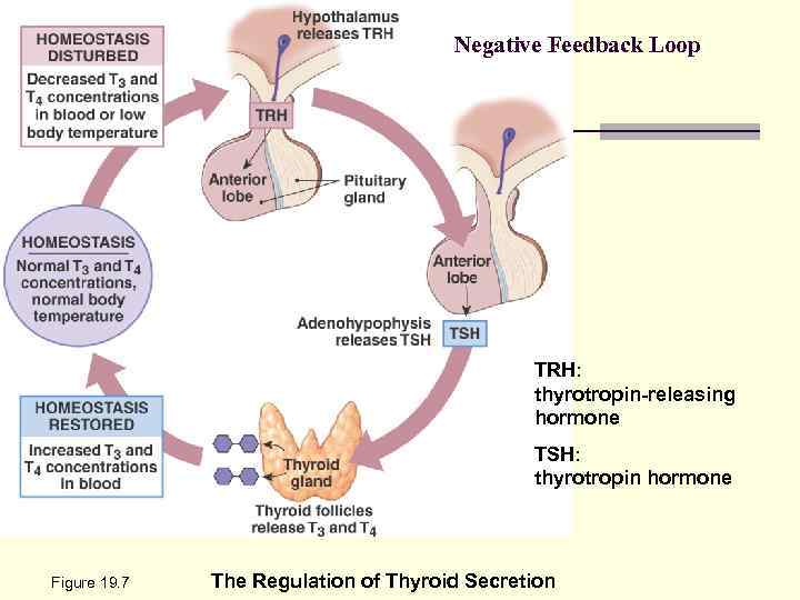 Negative Feedback Loop TRH: thyrotropin-releasing hormone TSH: thyrotropin hormone Figure 19. 7 The Regulation