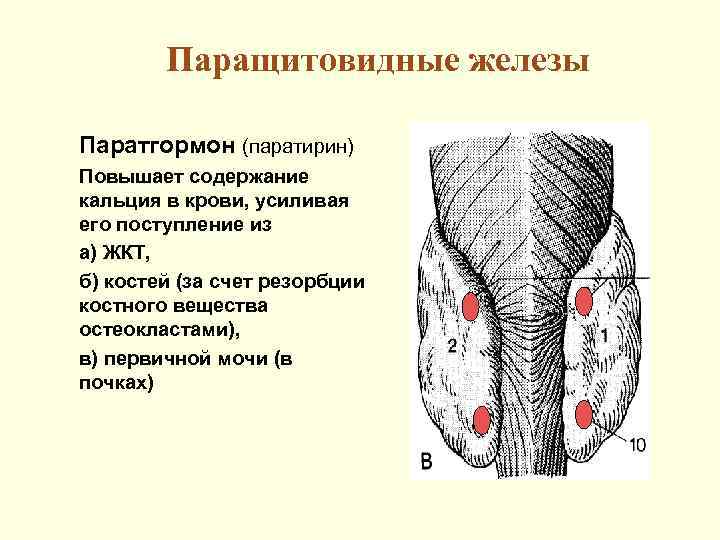 Паращитовидные железы Паратгормон (паратирин) Повышает содержание кальция в крови, усиливая его поступление из а)