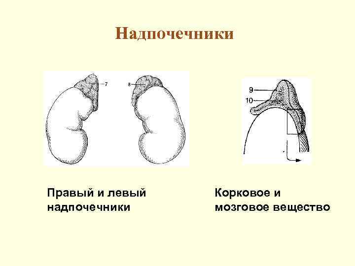 Корнилова надпочечники схема