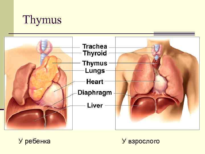 Thymus У ребенка У взрослого 