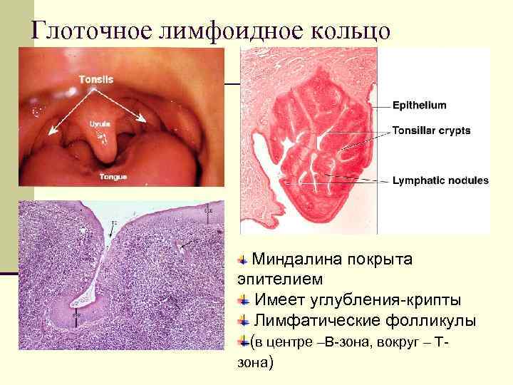 Глоточное лимфоидное кольцо Миндалина покрыта эпителием Имеет углубления-крипты Лимфатические фолликулы (в центре –В-зона, вокруг