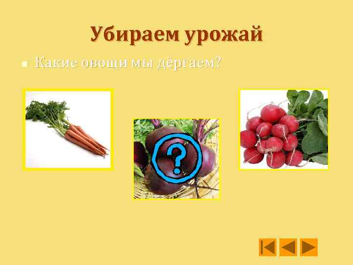 Убираем урожай n Какие овощи мы дёргаем? 