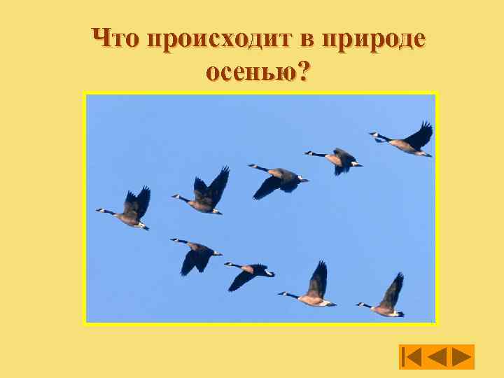 Что происходит в природе осенью? 