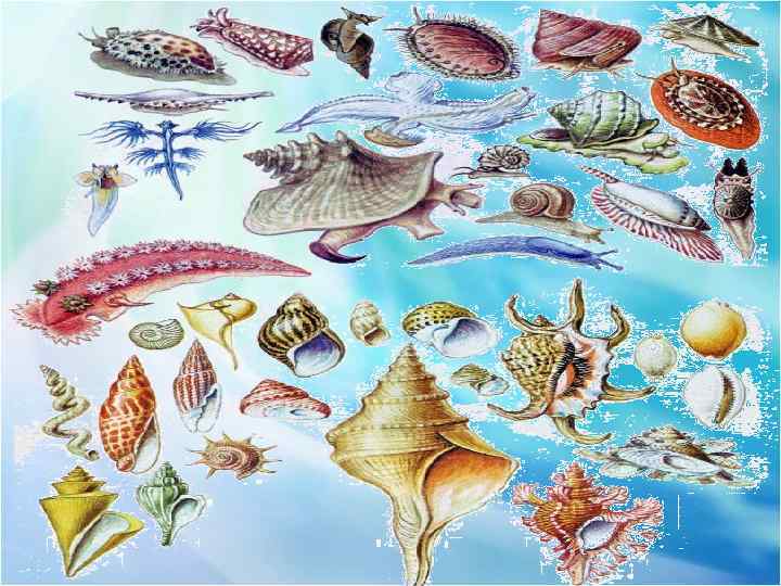 Морским моллюскам относятся. Коллаж с ракушками. Беспозвоночные разных видов. Беспозвоночных моллюски. Разнообразие моллюсков.