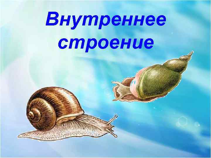 Внутреннее строение 