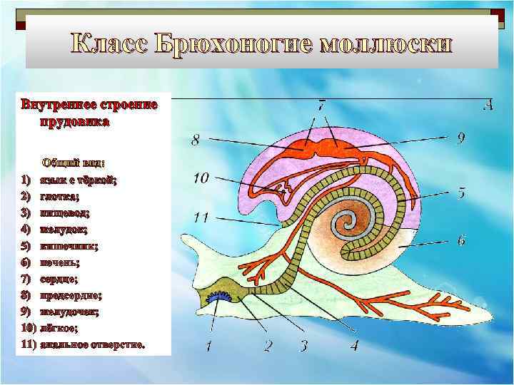 Класс Брюхоногие моллюски Внутреннее строение прудовика Общий вид: 1) язык с тёркой; 2) глотка;