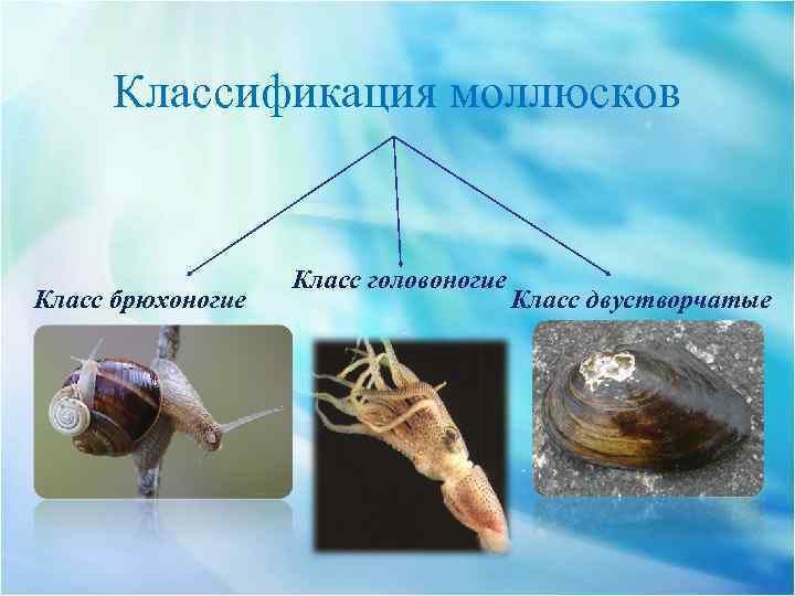 Классификация моллюсков Класс брюхоногие Класс головоногие Класс двустворчатые 
