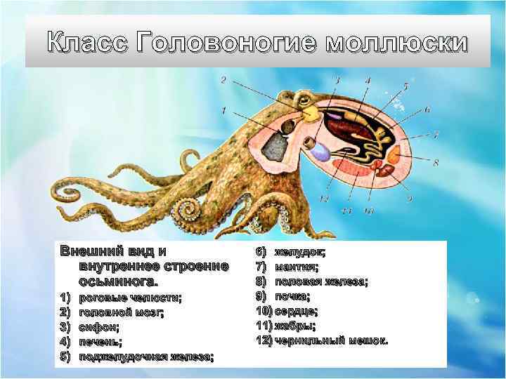 Класс Головоногие моллюски Внешний вид и внутреннее строение осьминога. 1) 2) 3) 4) 5)