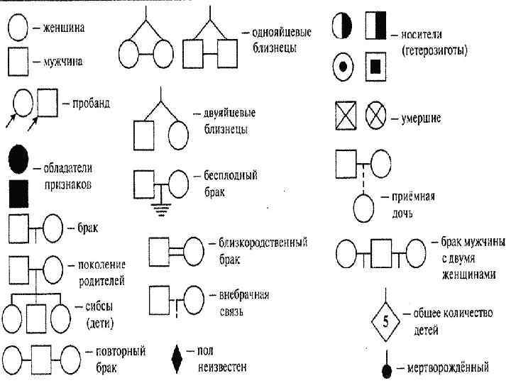 Генеалогическая карта больного