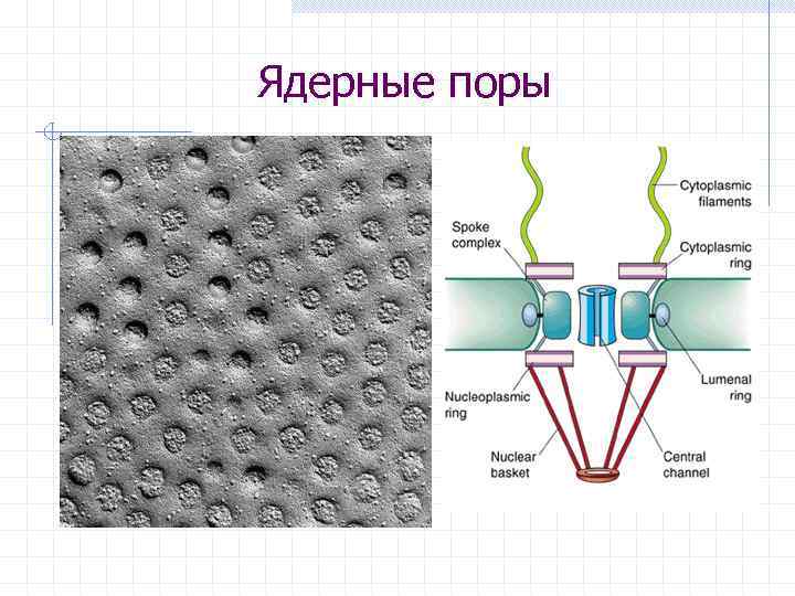 Ядерные поры 
