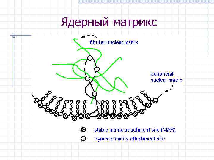 Ядерный матрикс 