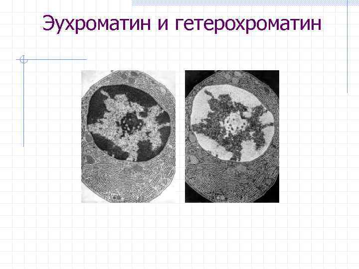 Эухроматин и гетерохроматин 