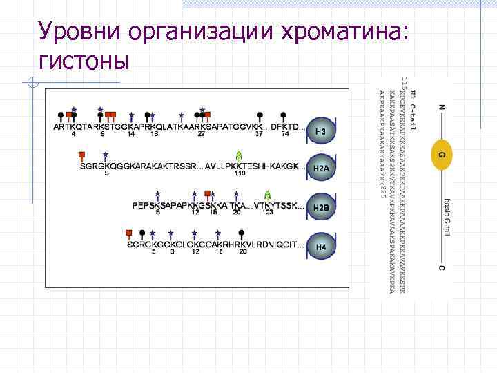 Уровни организации хроматина: гистоны 