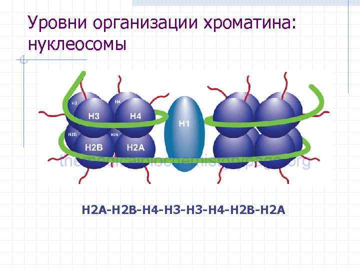 Уровни организации хроматина: нуклеосомы H 2 A-H 2 B-H 4 -H 3 -H 4